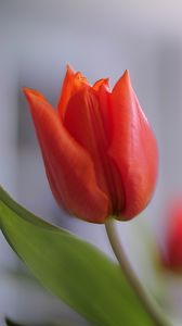 Превью обои тюльпан, лепестки, цветок, красный, макро