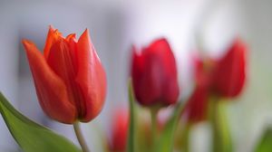 Превью обои тюльпан, лепестки, цветок, красный, макро
