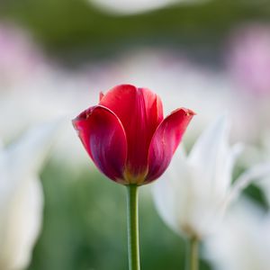 Превью обои тюльпан, лепестки, цветок, макро, стебель