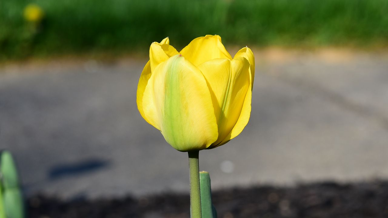 Обои тюльпан, лепестки, желтый, цветы