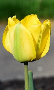 Превью обои тюльпан, лепестки, желтый, цветы