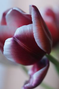 Превью обои тюльпан, лепесток, цветок, размытие, фиолетовый