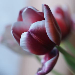 Превью обои тюльпан, лепесток, цветок, размытие, фиолетовый
