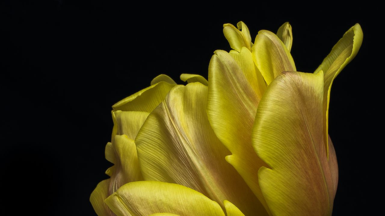Обои тюльпан, листья, макро, черный фон, цветок, желтый
