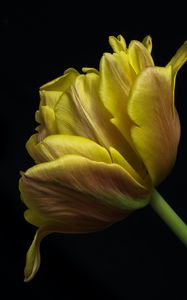 Превью обои тюльпан, листья, макро, черный фон, цветок, желтый
