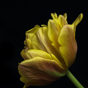 Превью обои тюльпан, листья, макро, черный фон, цветок, желтый