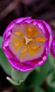 Превью обои тюльпан, пыльца, розовый, цветы