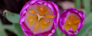 Превью обои тюльпан, пыльца, розовый, цветы