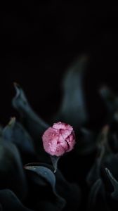 Превью обои тюльпан, розовый, бутон, цветок, мокрый