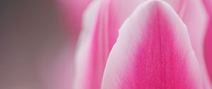 Превью обои тюльпан, розовый, макро, цветок, лепестки
