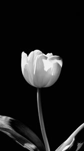 Превью обои тюльпан, цветок, белый, чб