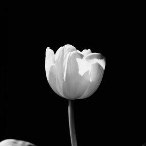 Превью обои тюльпан, цветок, белый, чб