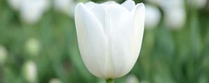 Превью обои тюльпан, цветок, бутон, лепестки, белый