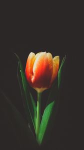 Превью обои тюльпан, цветок, бутон
