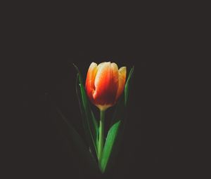 Превью обои тюльпан, цветок, бутон