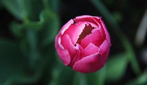 Превью обои тюльпан, цветок, бутон, розовый