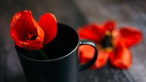Превью обои тюльпан, цветок, чашка, красный