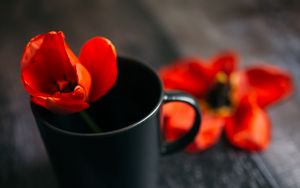 Превью обои тюльпан, цветок, чашка, красный