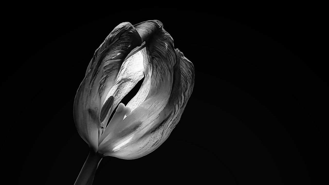 Обои тюльпан, цветок, черно-белый, черный