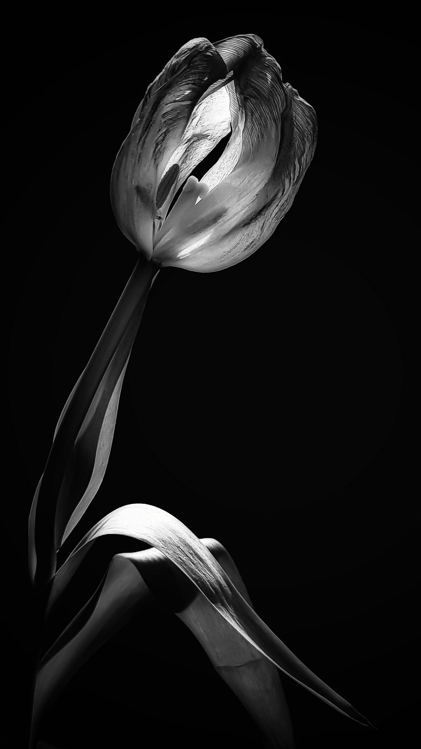 Скачать 1350x2400 тюльпан, цветок, черно-белый, черный обои, картинки  iphone 8+/7+/6s+/6+ for parallax