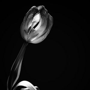 Превью обои тюльпан, цветок, черно-белый, черный