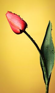 Превью обои тюльпан, цветок, капли, мокрый, красный, желтый