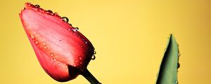 Превью обои тюльпан, цветок, капли, мокрый, красный, желтый