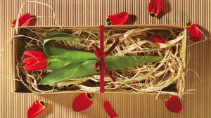 Превью обои тюльпан, цветок, коробка, подарок, бант, лепестки, упаковка
