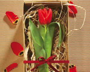 Превью обои тюльпан, цветок, коробочка, подарок, бант, лепестки