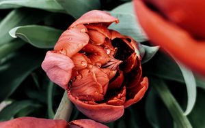 Превью обои тюльпан, цветок, красный, мокрый, роса