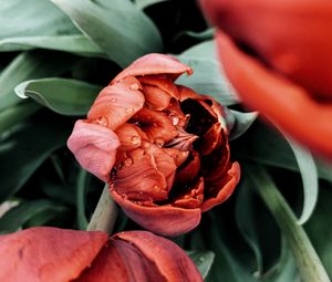Превью обои тюльпан, цветок, красный, мокрый, роса