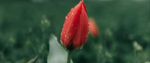 Превью обои тюльпан, цветок, красный, роса, мокрый