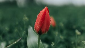 Превью обои тюльпан, цветок, красный, роса, мокрый