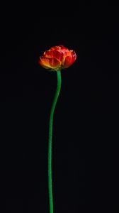 Превью обои тюльпан, цветок, красный, лепестки