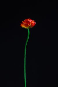 Превью обои тюльпан, цветок, красный, лепестки