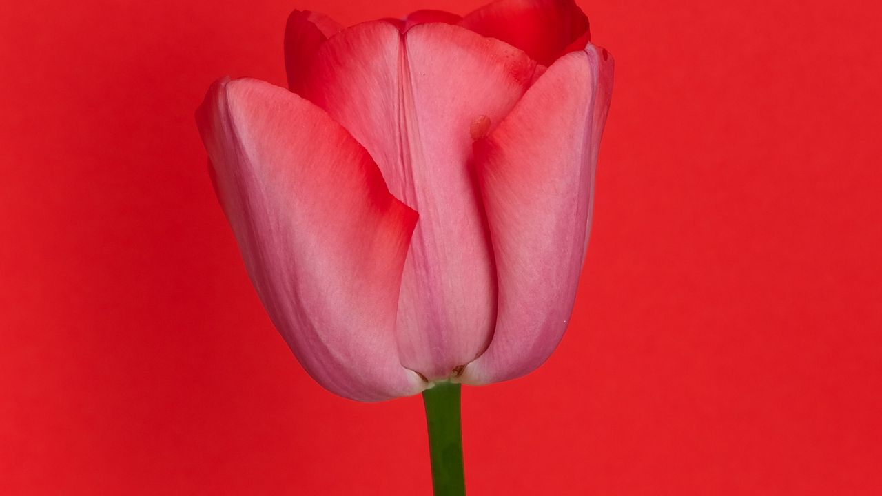 Обои тюльпан, цветок, красный
