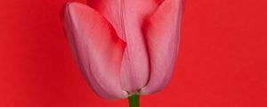 Превью обои тюльпан, цветок, красный