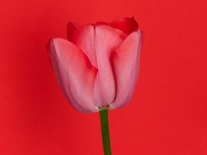 Превью обои тюльпан, цветок, красный