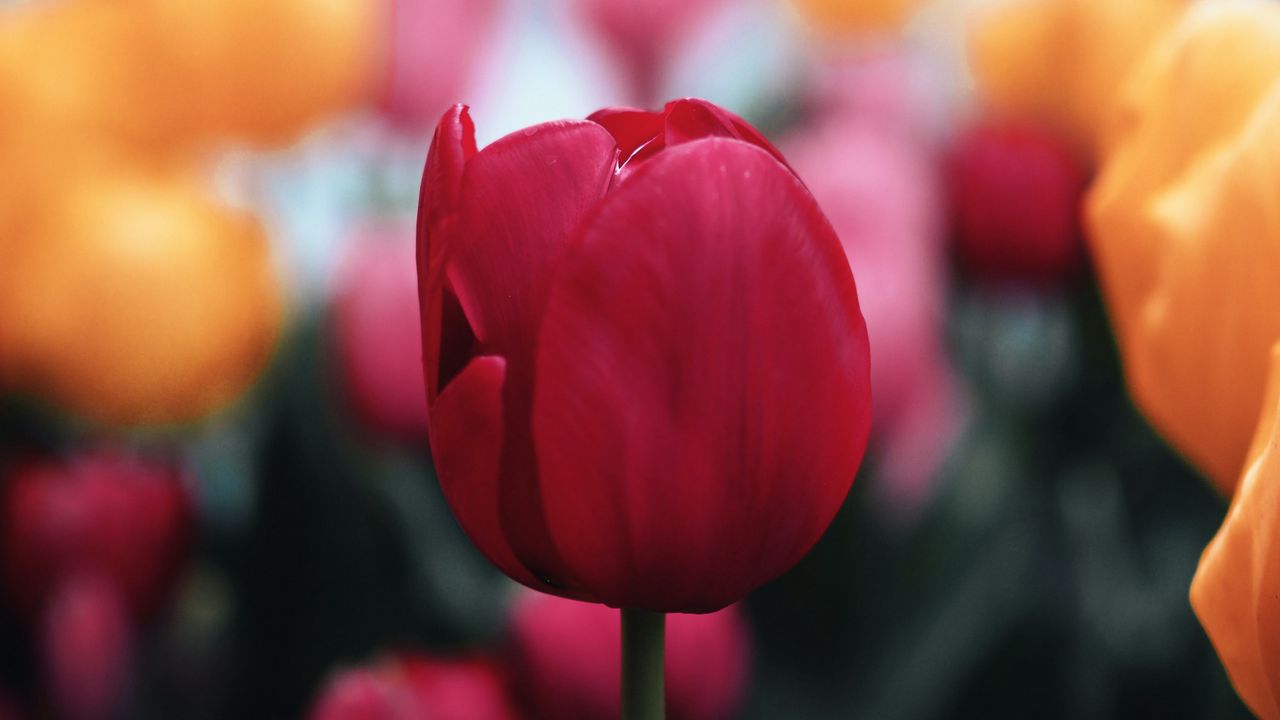 Обои тюльпан, цветок, красный, макро, цветение, растение
