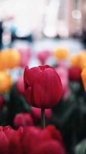 Превью обои тюльпан, цветок, красный, макро, цветение, растение