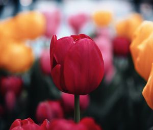 Превью обои тюльпан, цветок, красный, макро, цветение, растение