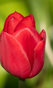 Превью обои тюльпан, цветок, лепестки, красный, макро