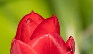 Превью обои тюльпан, цветок, лепестки, красный, макро