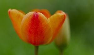 Превью обои тюльпан, цветок, лепестки, растение, макро, оранжевый, зеленый