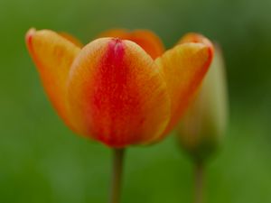 Превью обои тюльпан, цветок, лепестки, растение, макро, оранжевый, зеленый
