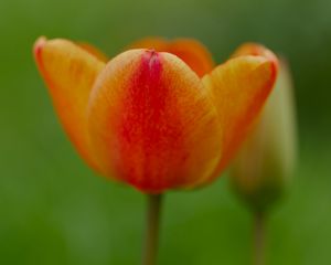 Превью обои тюльпан, цветок, лепестки, растение, макро, оранжевый, зеленый