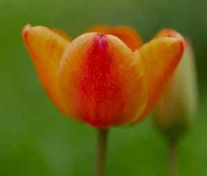 Превью обои тюльпан, цветок, лепестки, растение, макро, оранжевый, зеленый
