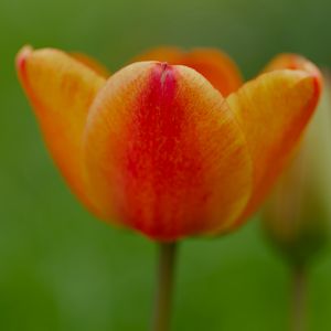 Превью обои тюльпан, цветок, лепестки, растение, макро, оранжевый, зеленый