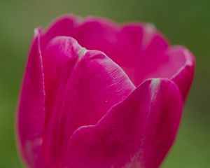 Превью обои тюльпан, цветок, лепестки, макро, весна, природа