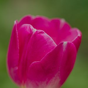 Превью обои тюльпан, цветок, лепестки, макро, весна, природа